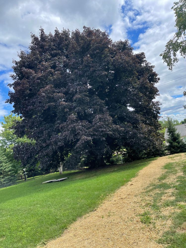 All Photos for Steed's Lawn and Landscape LLC in White Lake, MI