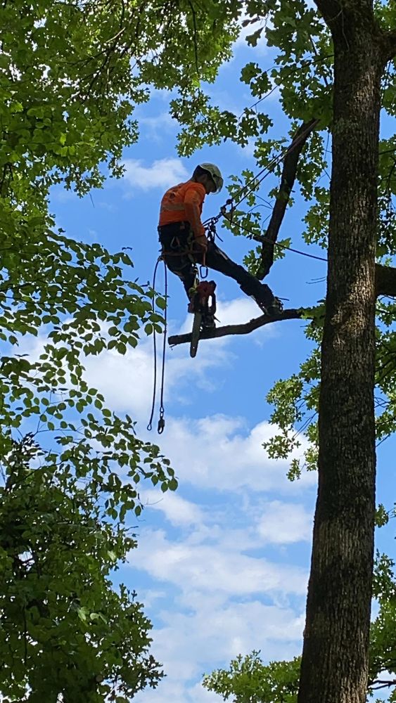 All Photos for Brocks Tree Service LLC in Rogersville, TN