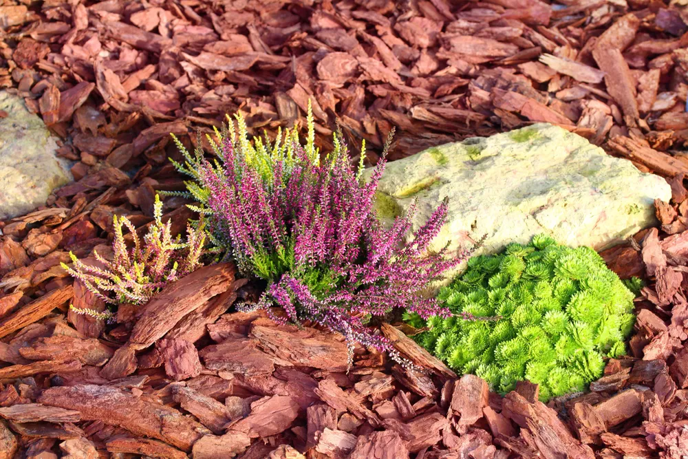 Transform your outdoor space with our expert Landscape Design and Installation service, creating a personalized oasis that enhances beauty, functionality, and value for your home. experience professional craftsmanship tailored to you. for Chief Lawn Care in Lee's Summit, MO