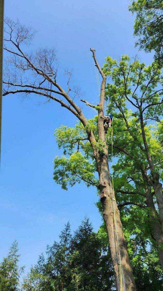 All Photos for Summit Tree Care LLC in Fort Wayne, IN