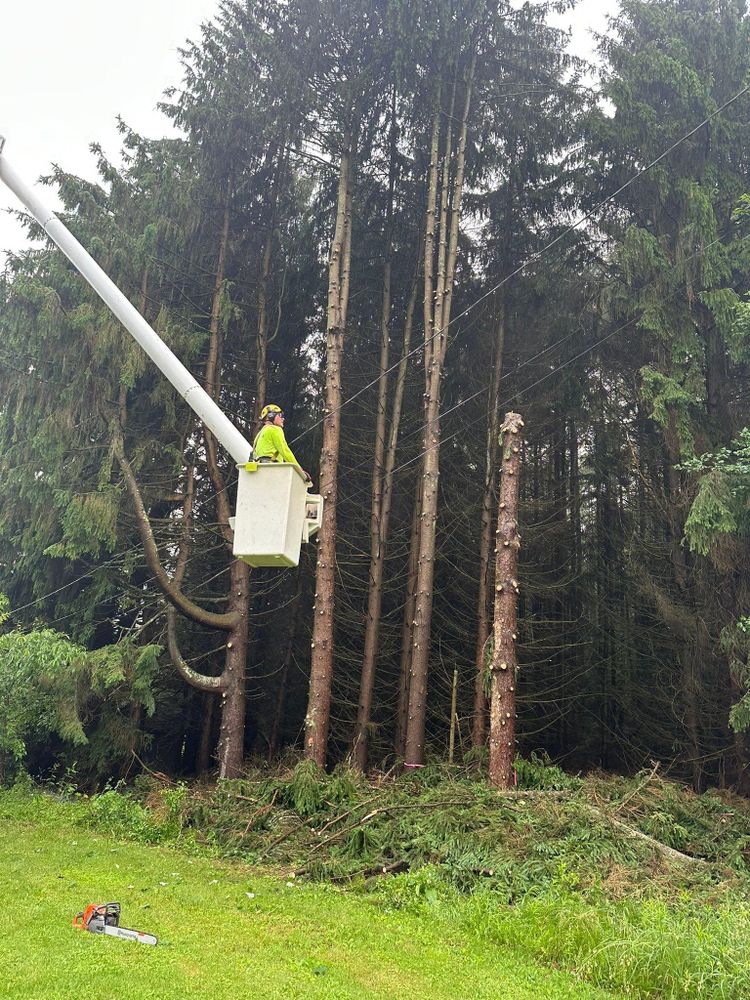 All Photos for Mad Tree Service in Cochranton, PA