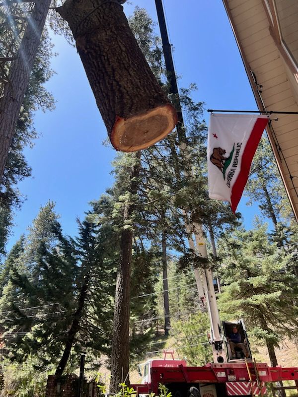 All Photos for Poseidon Valley Tree Service Corp in San Bernardino, CA