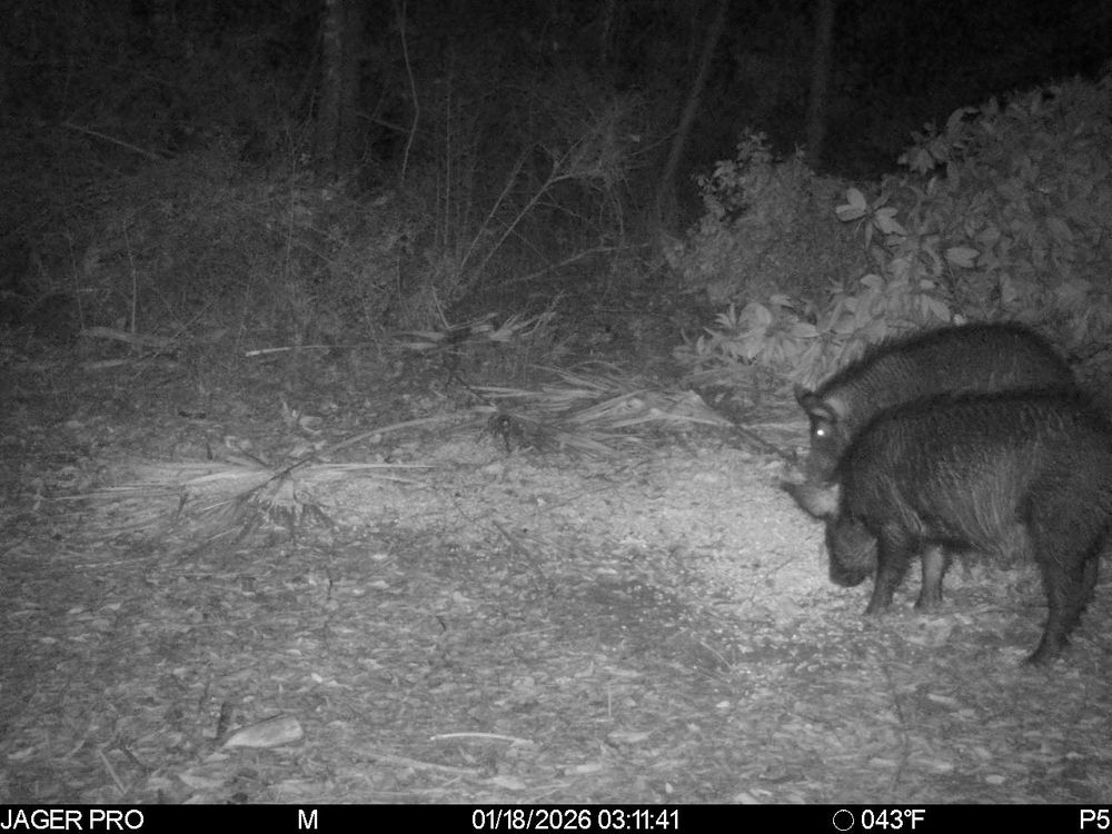All Photos for Havoc Hog Control in Molino, FL