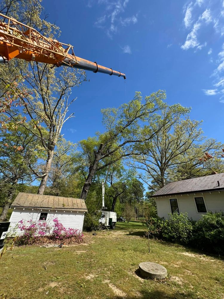 Tree Removal for Rawls Tree Care in Richmond, VA