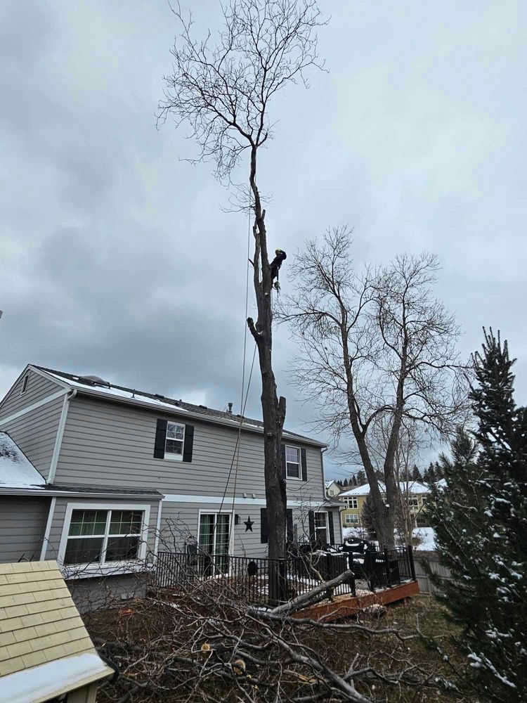 All Photos for Sloan Tree Service in Aurora, CO
