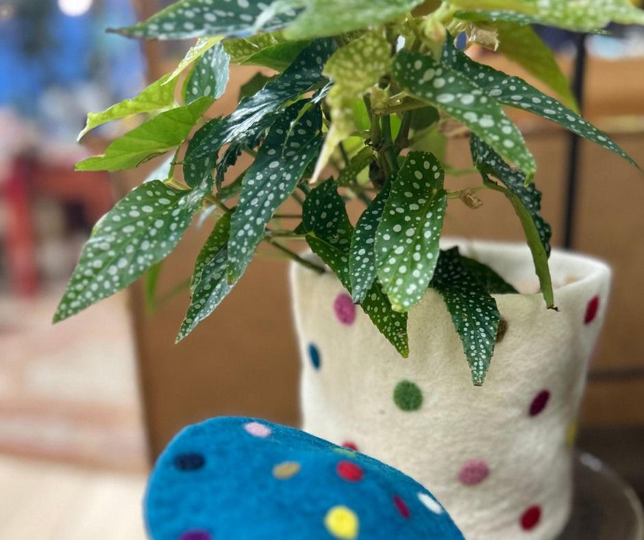 All Photos for The Dailey Daisy in Hardwick, VT