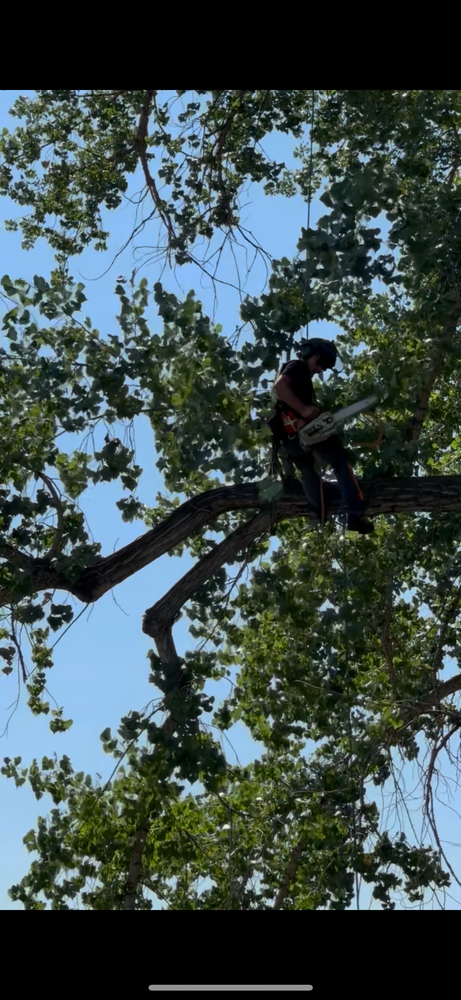 All Photos for Elevated Tree Care in Gillette, WY
