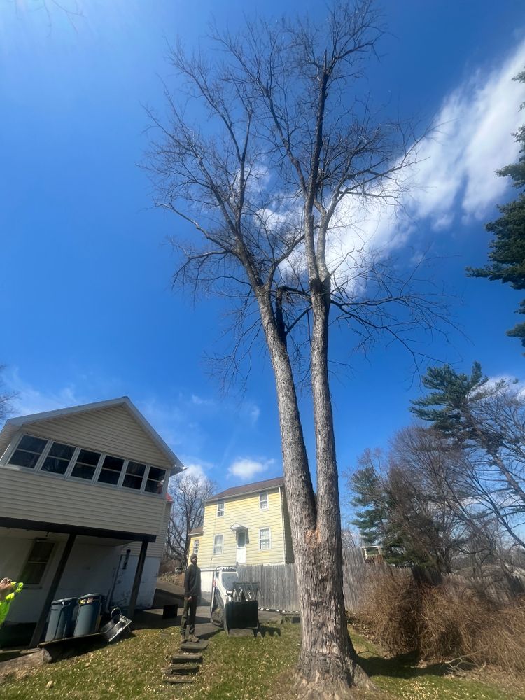Tree Removal for Licensed to Cut Tree Service in Athens, PA