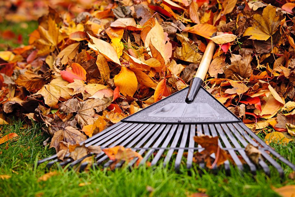 Our Spring & Fall Cleanups service includes debris removal, leaf raking, lawn mowing, edging, bed care & more. Prepare your yard for the changing seasons with our reliable landscaping team.

For more information, call Antonio (208) 605-9849 for All American Landscaping and Lawncare in Nampa, ID