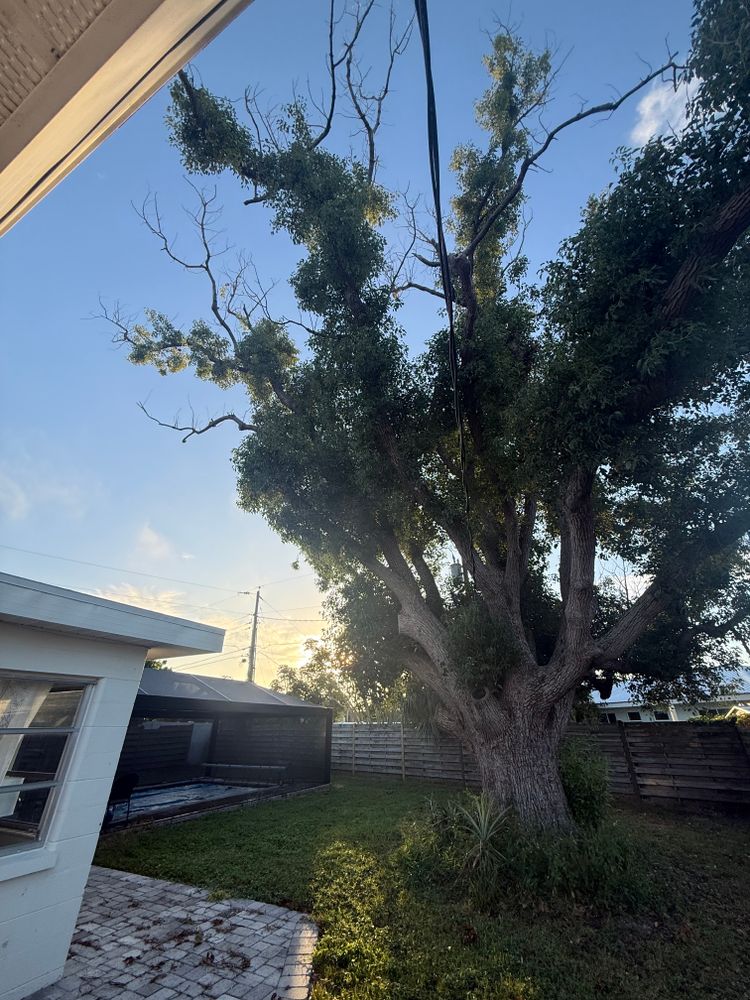 Tree Removal for Damian’s Tree Care in Sarasota, FL