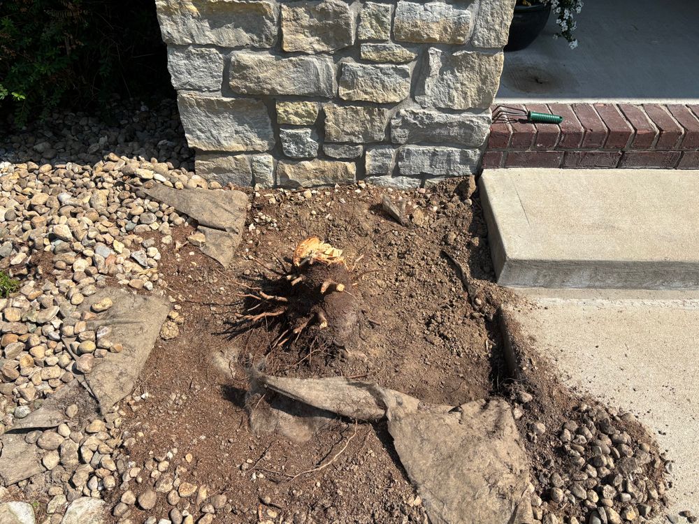 All Photos for Conrad's Stump Removal in Columbus, IN