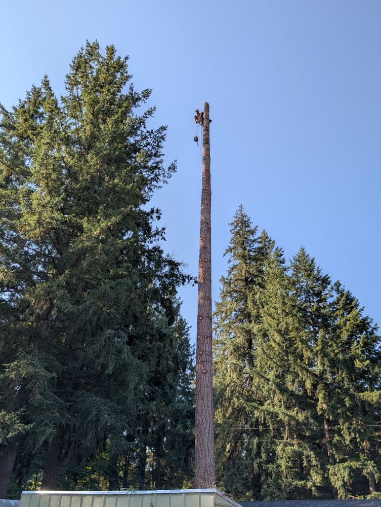 All Photos for Clippys Tree Pros in Stayton, OR