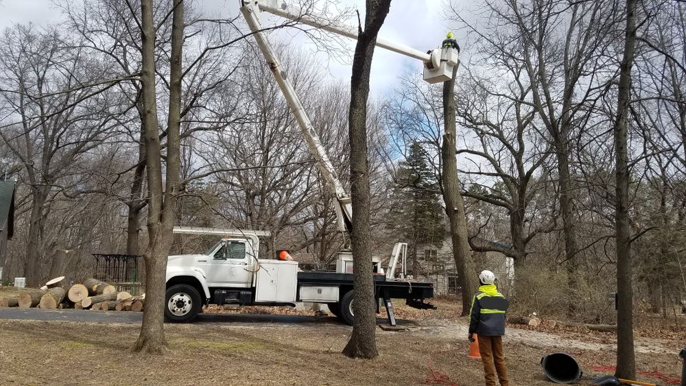 All Photos for O&O Tree Service in Rockford, IL