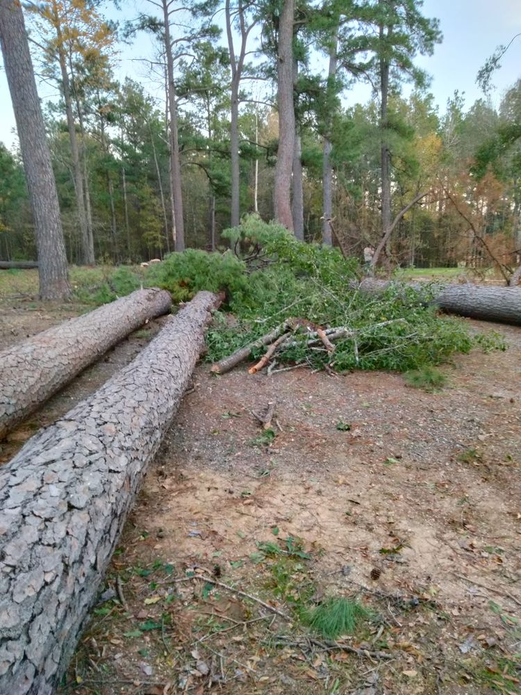 Tree Removal for J&S Tree Services  in Quitman,  TX