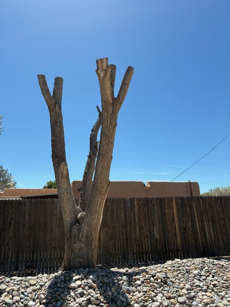 Enhance your property's beauty and safety with our professional tree trimming service. We carefully prune trees to promote healthy growth, improve appearance, and prevent potential hazards from overgrown branches. for Tree Service Miracles in Albuquerque, NM