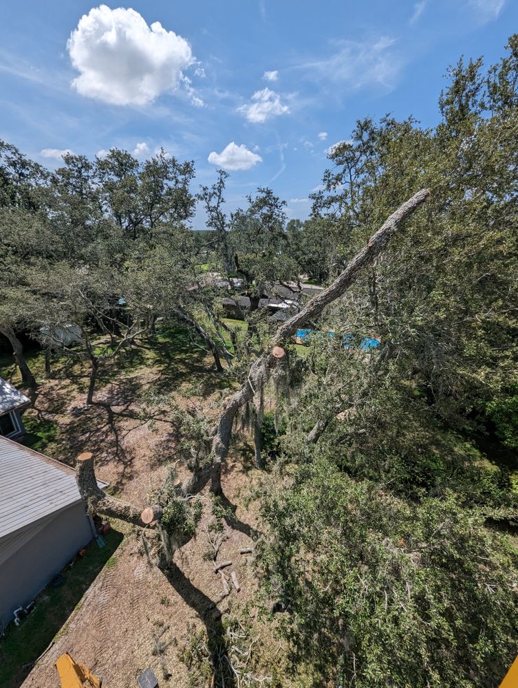 All Photos for Regal Tree Service and Stump Grinding in Wauchula, FL