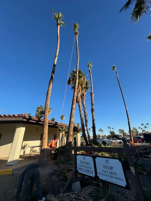 Sissoo Tree Removal  for AZ Tree & Hardscape Co in Surprise, AZ