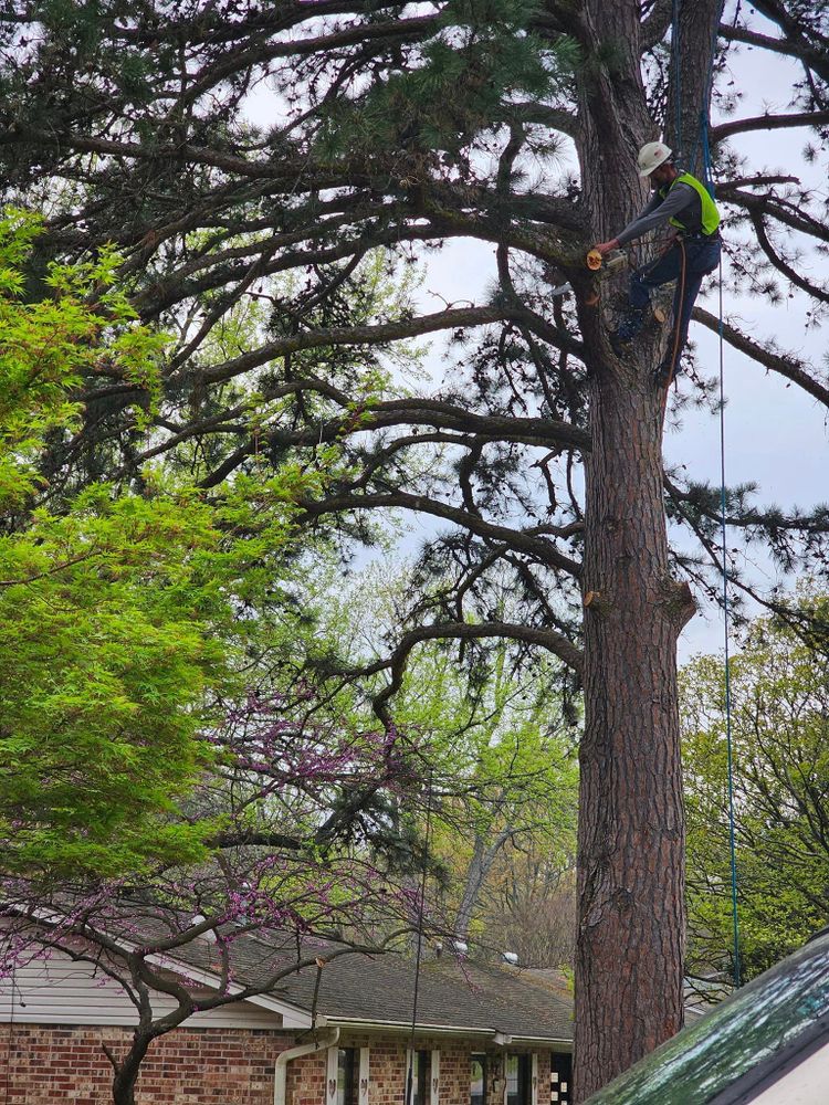Other Services for Millers Tree Service in Saline County, AR