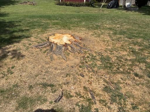 All Photos for Conrad's Stump Removal in Columbus, IN