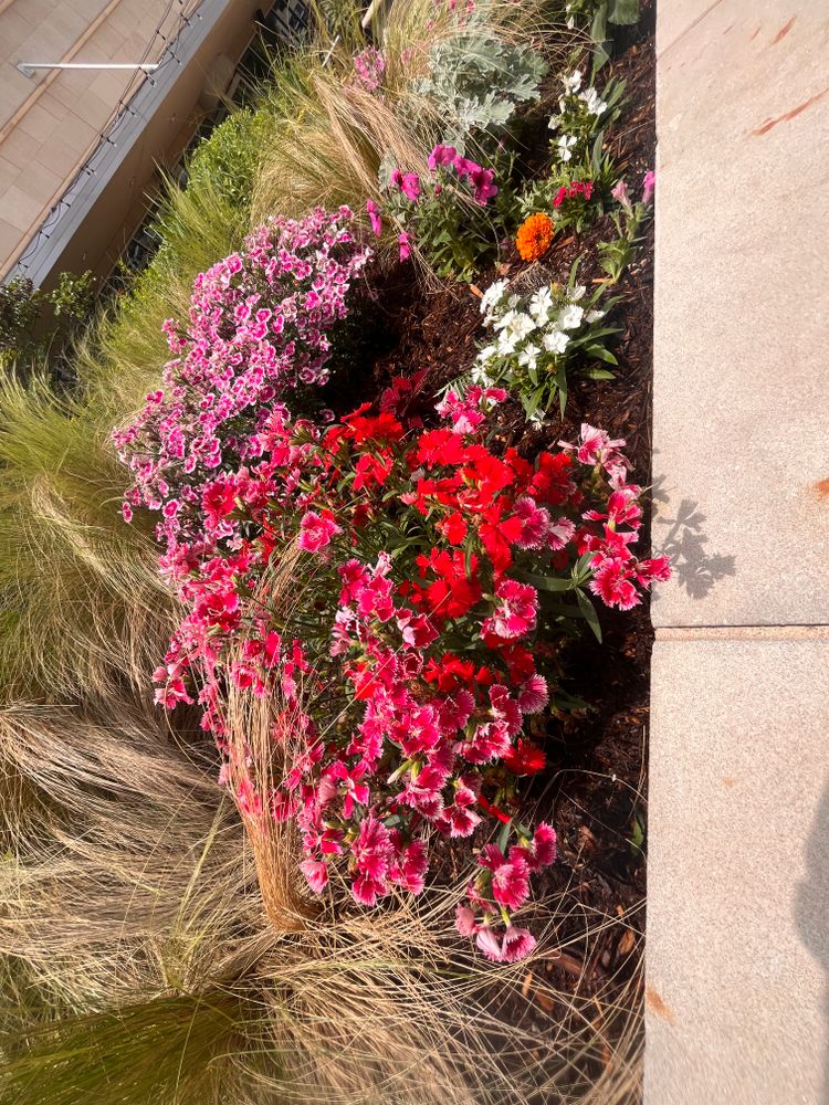 Seasonal Color for Urban Lawn & Landscape in Oklahoma City, OK