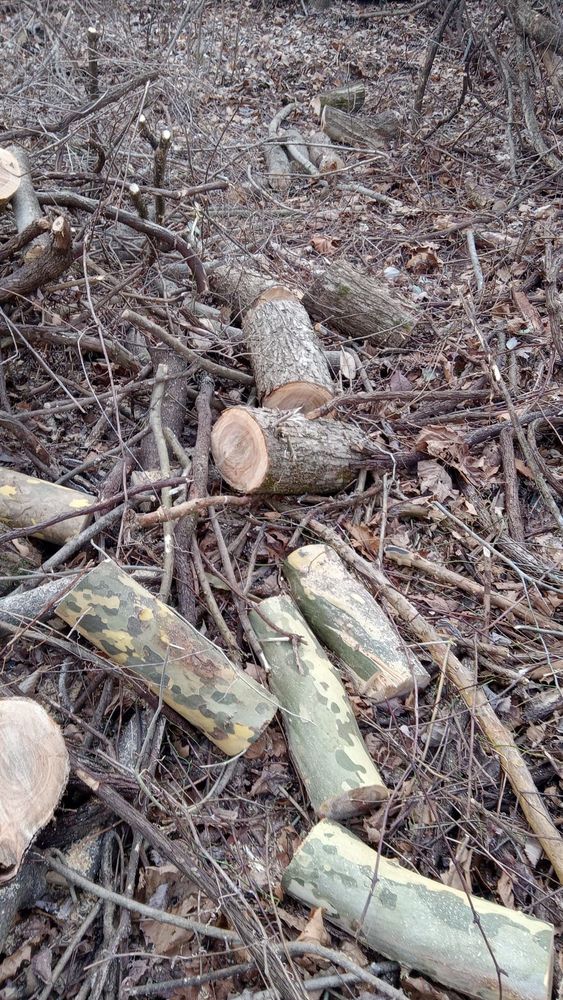 Fall and Spring Clean Up for Hayes Tree And HandyMan Services LLC in , 