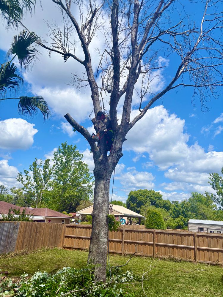 All Photos for Top Notch Tree Experts in Orange Park, FL
