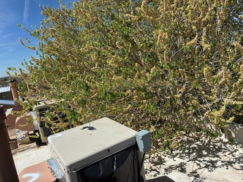 All Photos for Tree Service Miracles in Albuquerque, NM