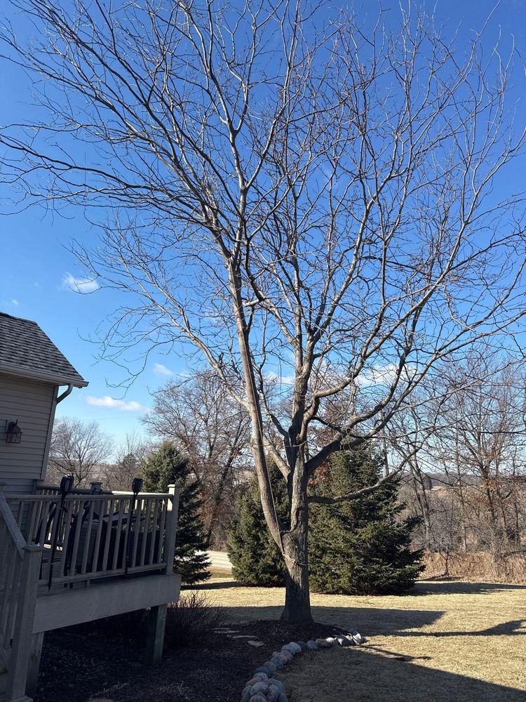 All Photos for Fransen's Tree Service  in Freeport, IL