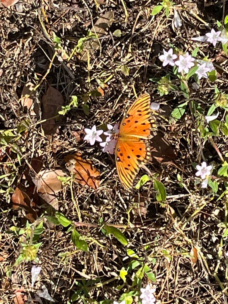 All Photos for Bills Tree Service in Valrico, FL