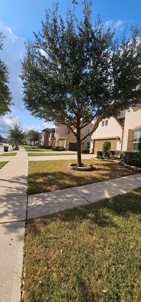 All Photos for Servin's Tree Care  in Houston, TX