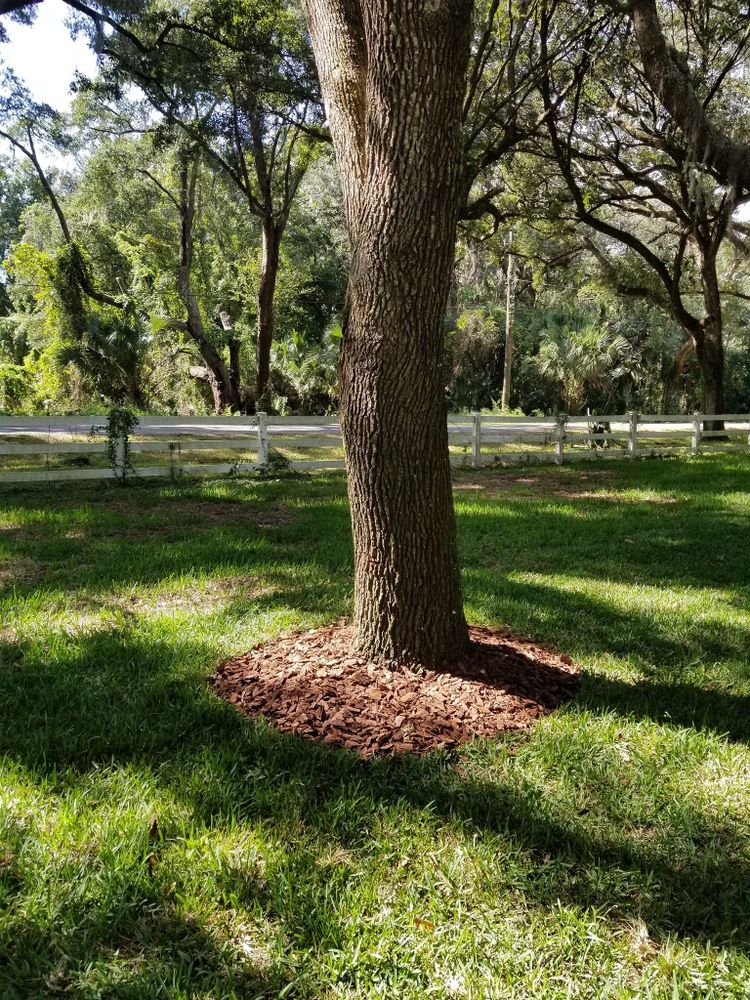 Landscaping for Tezna Landscaping, Trees & Pavers in Valrico, FL