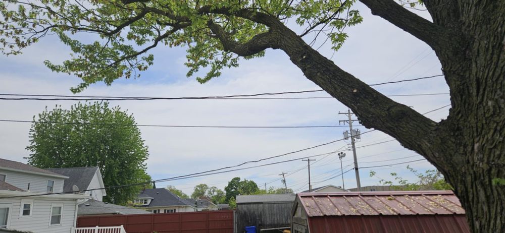 Pruning & Trimming & Shaping for Highborn Tree Service in Wheatfield, IN