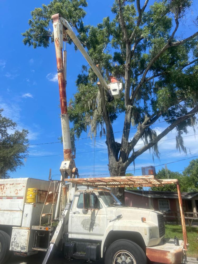 Fall and Spring Clean Up for Efficient and Reliable Tree Service in Lake Wales, FL