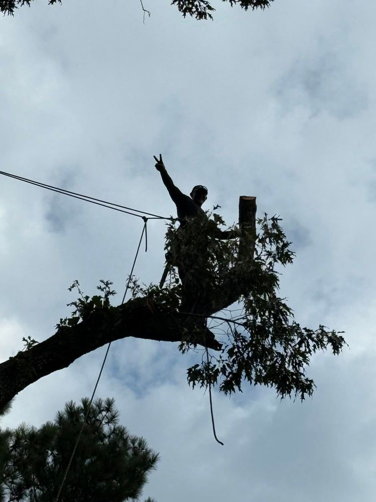 Tree Removal for T N L - Tree and Land Service in Reynolds, GA