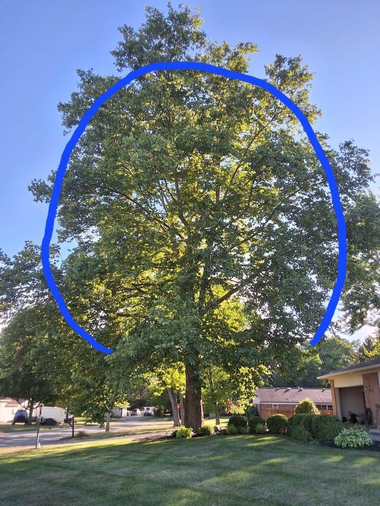 All Photos for F & F Tree Service in Beavercreek, OH