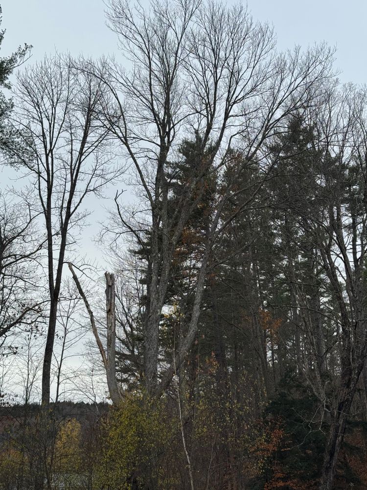 All Photos for Clifford’s Quality Tree Care & Landscaping in Enfield, NH
