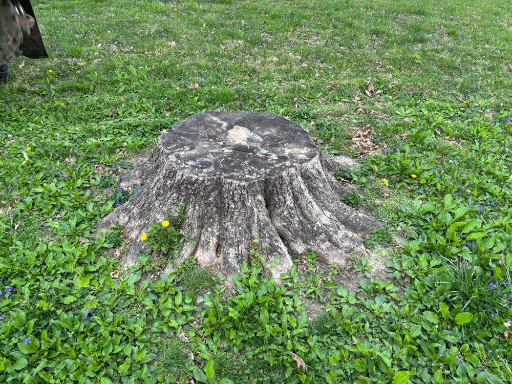 All Photos for Conrad's Stump Removal in Columbus, IN