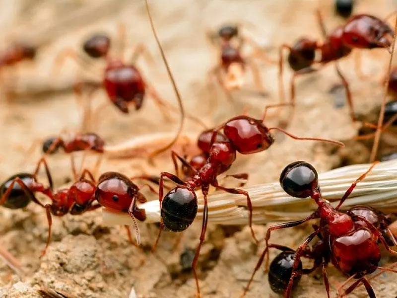 Our Fire Ant Prevention service protects your yard by using safe, effective treatments that eliminate colonies and prevent future infestations, ensuring a comfortable and pest-free outdoor living environment for your family. for Landscape Legends in Roanoke, TX