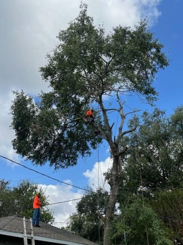 All Photos for Servin's Tree Care  in Houston, TX