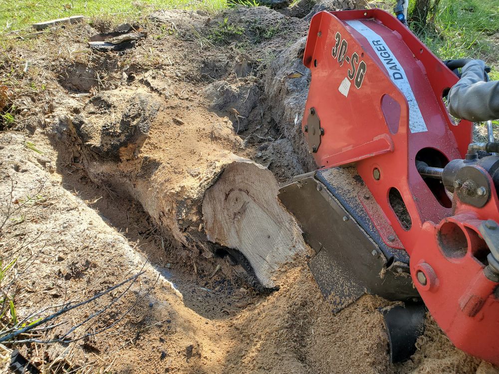 Tree Removal for Regal Tree Service and Stump Grinding in Wauchula, FL