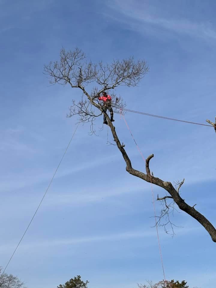 Our Tree Trimming & Pruning service enhances the health and appearance of your trees by removing dead or overgrown branches, ensuring a beautiful and well-maintained landscape. for Pink Pelican Tree Service & Landscaping in Columbia, SC