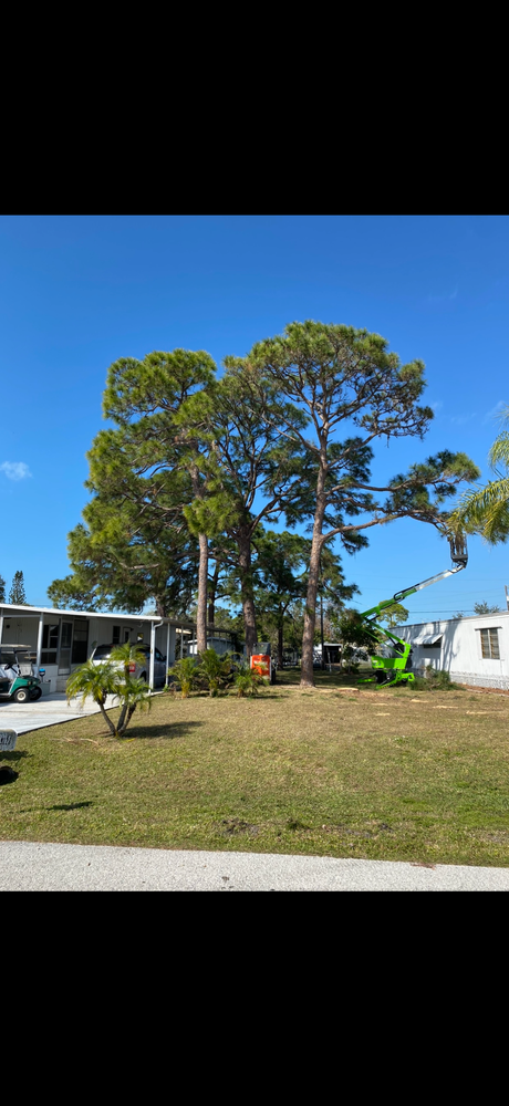 All Photos for MX Trees in Englewood, FL
