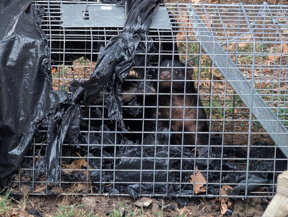 All Photos for Topper's Wildlife Removal in Garland, TX