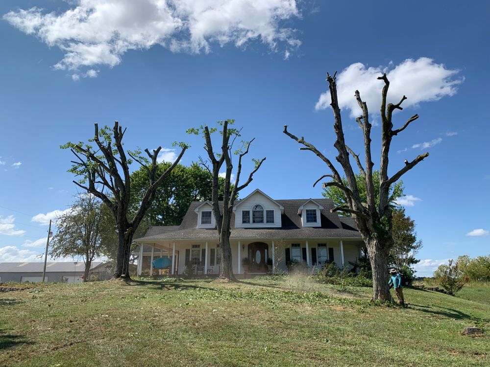 Tree Removal for Optimum Tree Service And Landscaping in Bowling Green, KY