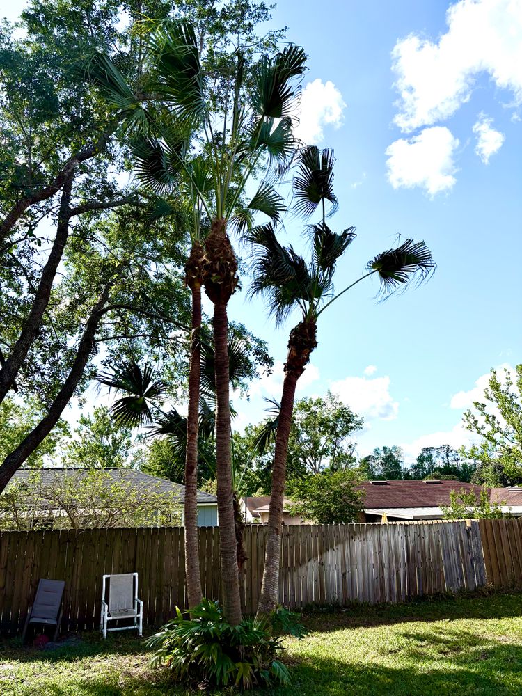 All Photos for Top Notch Tree Experts in Orange Park, FL