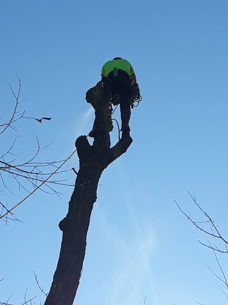 All Photos for TLC Professional Tree Service in Bedford, TX