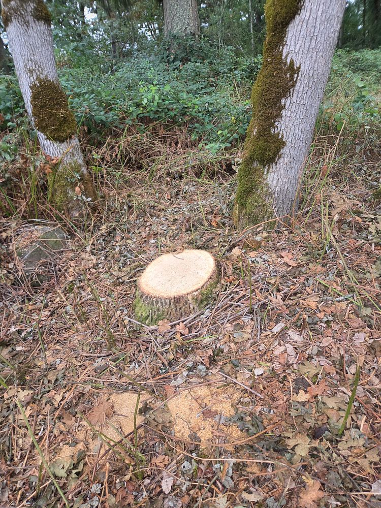 All Photos for Clippys Tree Pros in Stayton, OR