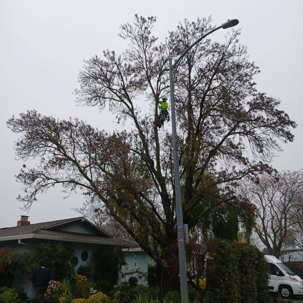 Tree Removal for Sammy's Tree Services in Rancho Cordova, CA