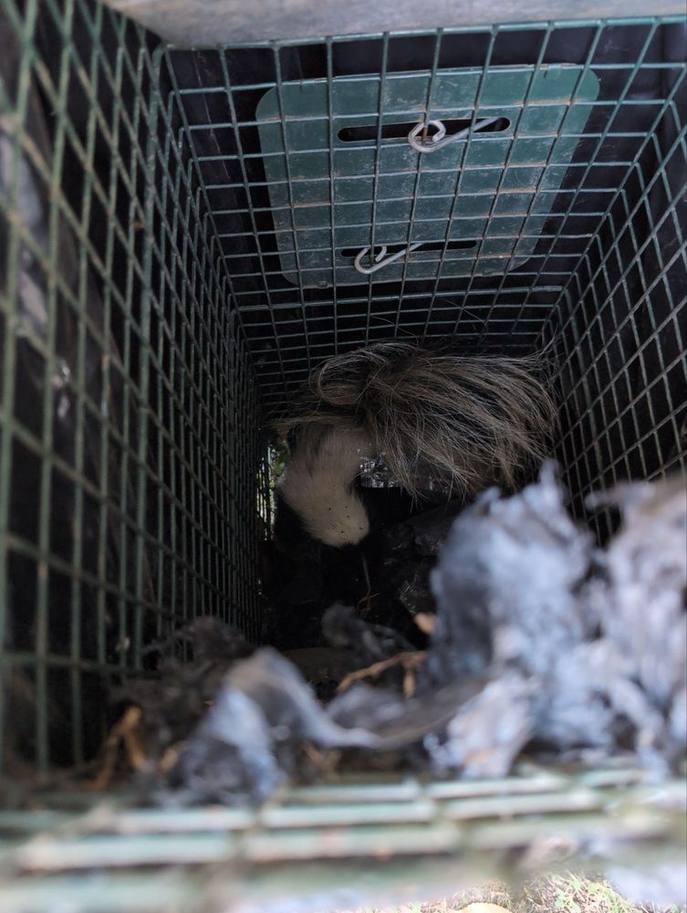 All Photos for Topper's Wildlife Removal in Garland, TX