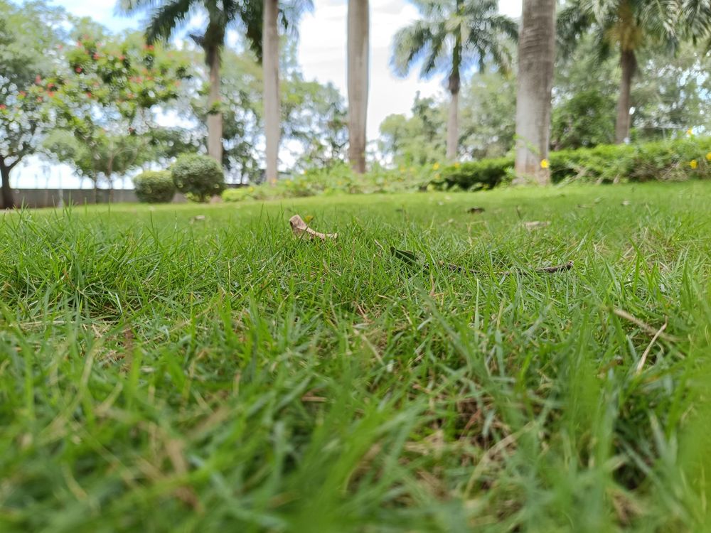 All Photos for Nice Image Landscaping Inc. in Fresno, CA